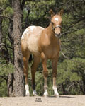T_Jack_4093.jpg